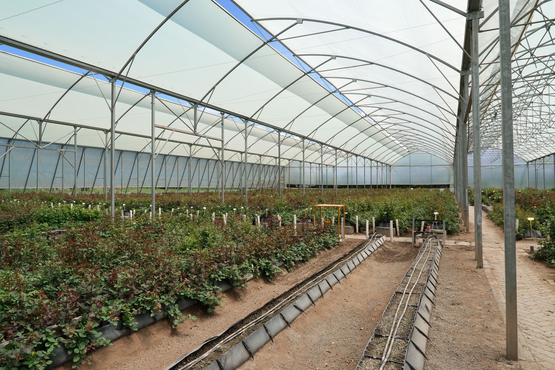 Ozone Generator for Agricultural Greenhouse Sterilization and Mold Control